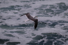 Larus occidentalis
