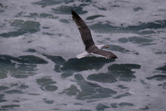 Larus occidentalis