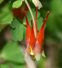 Aquilegia elegantula