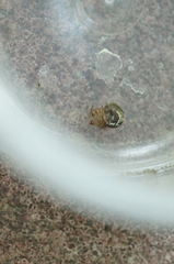 Parasteatoda simulans