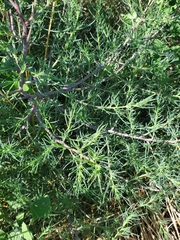 Salsola collina