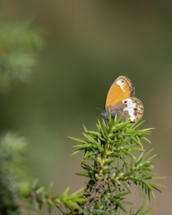 Coenonympha arcania