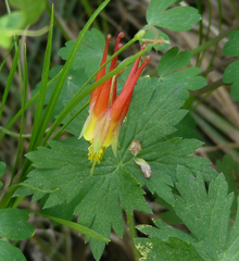 Aquilegia elegantula
