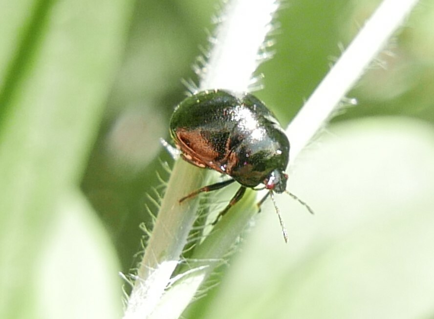 Coptosoma scutellatum (Geoffroy, 1785)