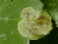 Phytomyza heracleana