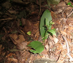 Galearis spectabilis