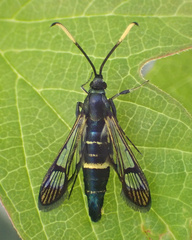 Synanthedon pyri
