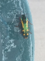 Buprestis rufipes