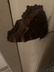 Nymphalis
