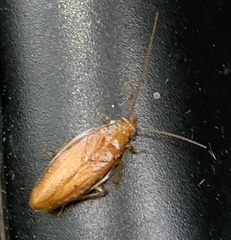 Chorisoneura texensis