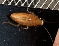 Chorisoneura texensis