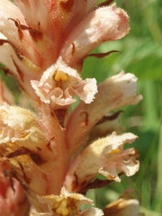 Orobanche kochii
