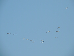 Chroicocephalus maculipennis