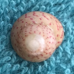 Steromphala divaricata