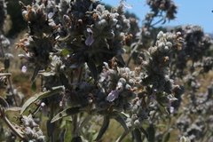 Stachys viticina