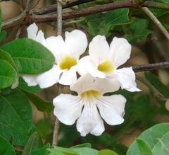 Bignonia potosina
