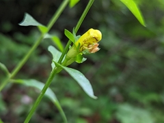 Aureolaria levigata
