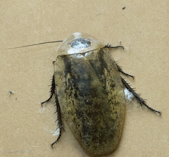 Archimandrita marmorata