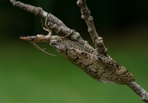 Eastern Dobsonfly