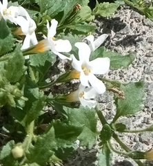 Chaenostoma cordatum