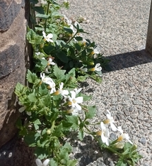 Chaenostoma cordatum