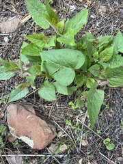 Mirabilis longiflora