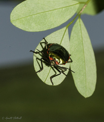 Rhyssocephala