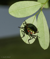 Rhyssocephala