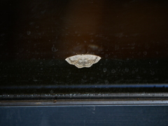 Cyclophora annularia