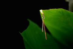 Leptobasis vacillans