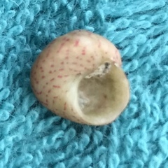 Steromphala divaricata