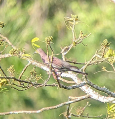 Patagioenas inornata
