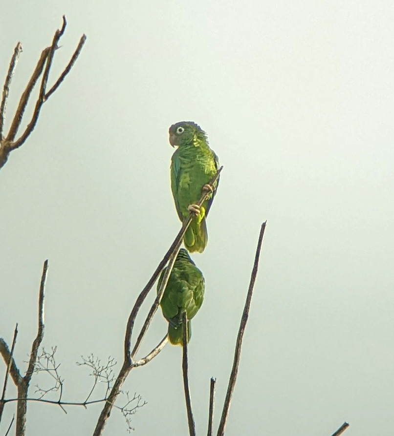 Puerto Rican amazon