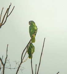Amazona vittata