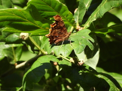 Polygonia c-album