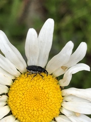 Odontocorynus umbellae