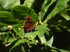 Polygonia c-album
