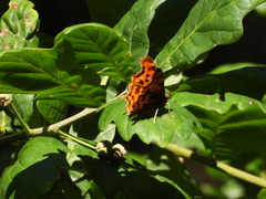 Polygonia c-album