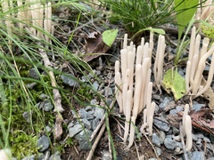Clavaria rubicundula