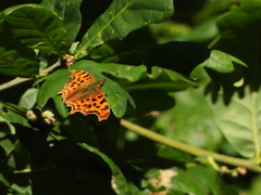 Polygonia c-album