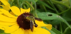 Lepidophora lutea