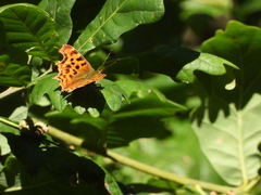 Polygonia c-album