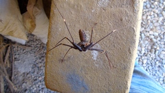 Acanthophrynus coronatus