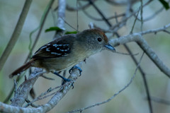 Thamnophilus ambiguus