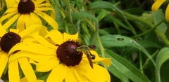 Lepidophora lutea