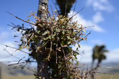 Coprosma rubra