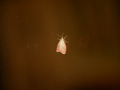 Miltochrista miniata