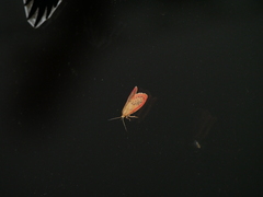 Miltochrista miniata