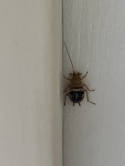 Planuncus tingitanus