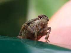 Issus coleoptratus